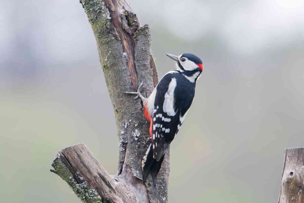 Woodpecker