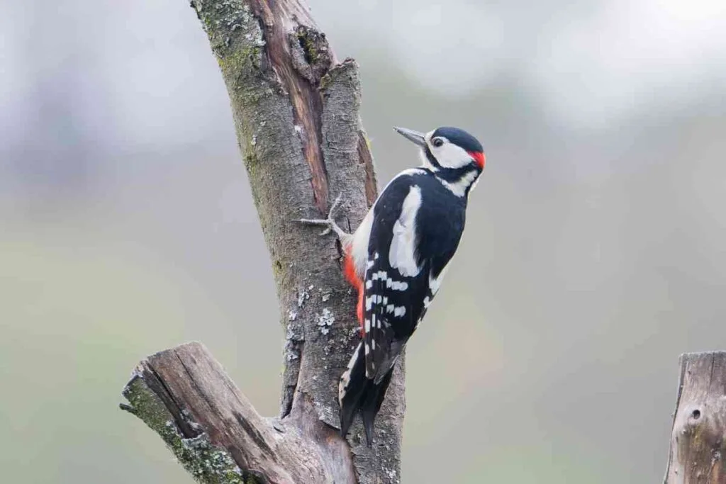 Woodpecker