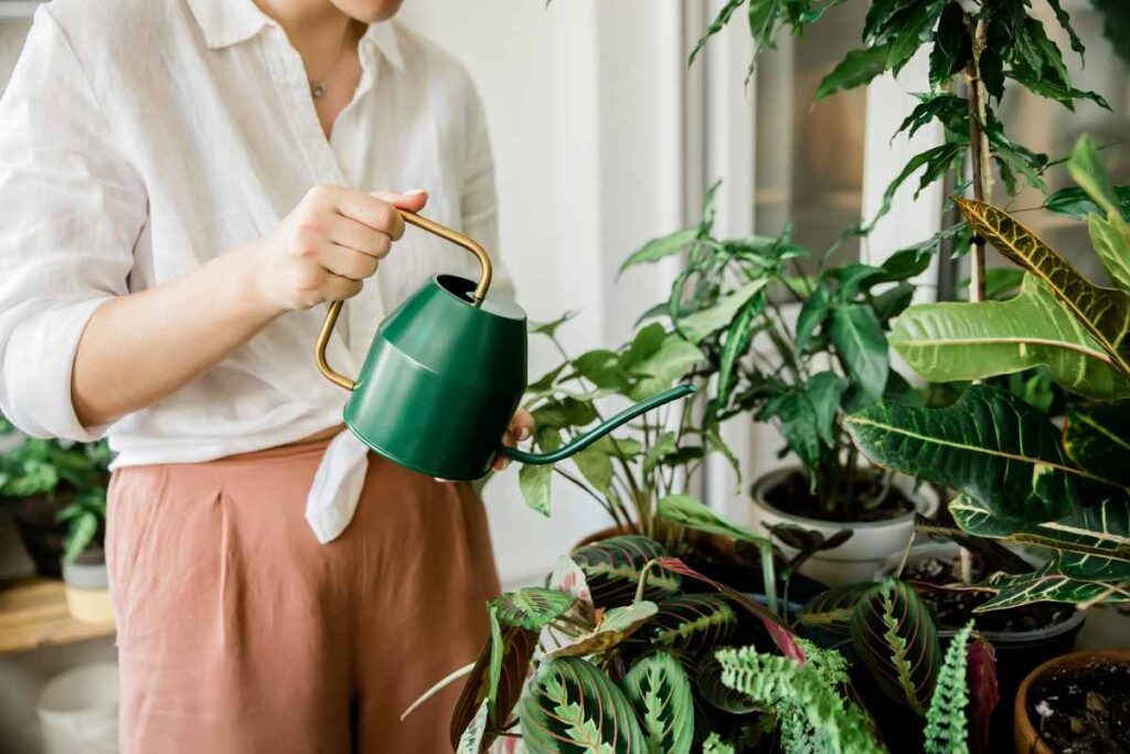 Best Patio Plants