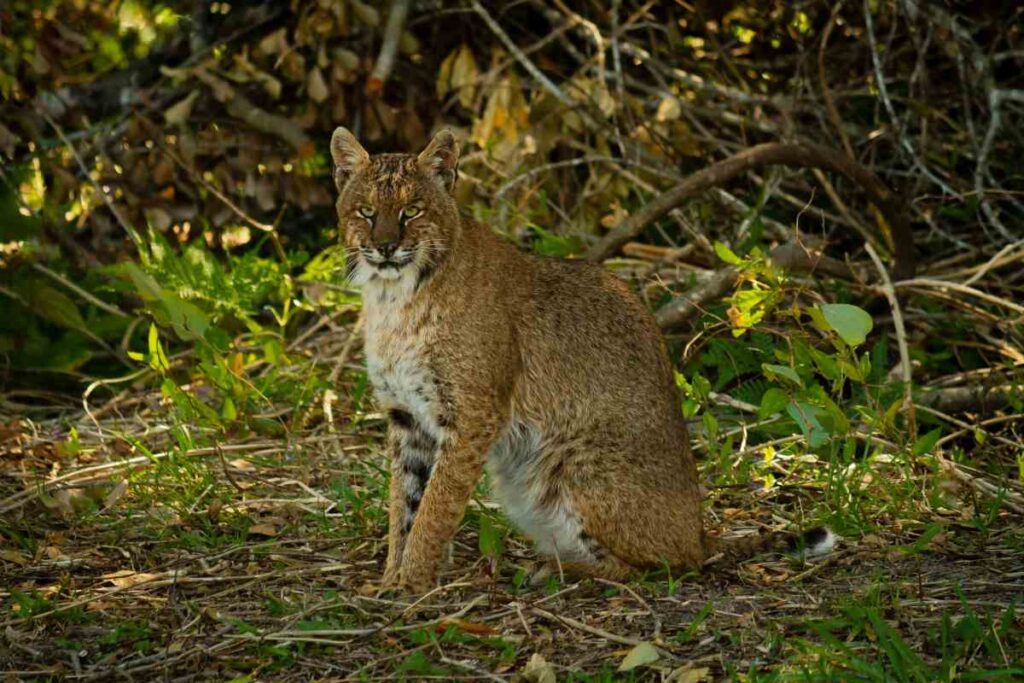Bobcat in a Swamp