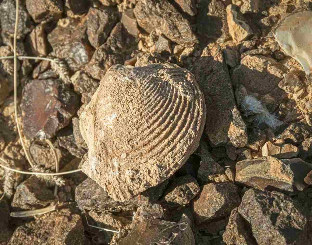 Fossilized Clam