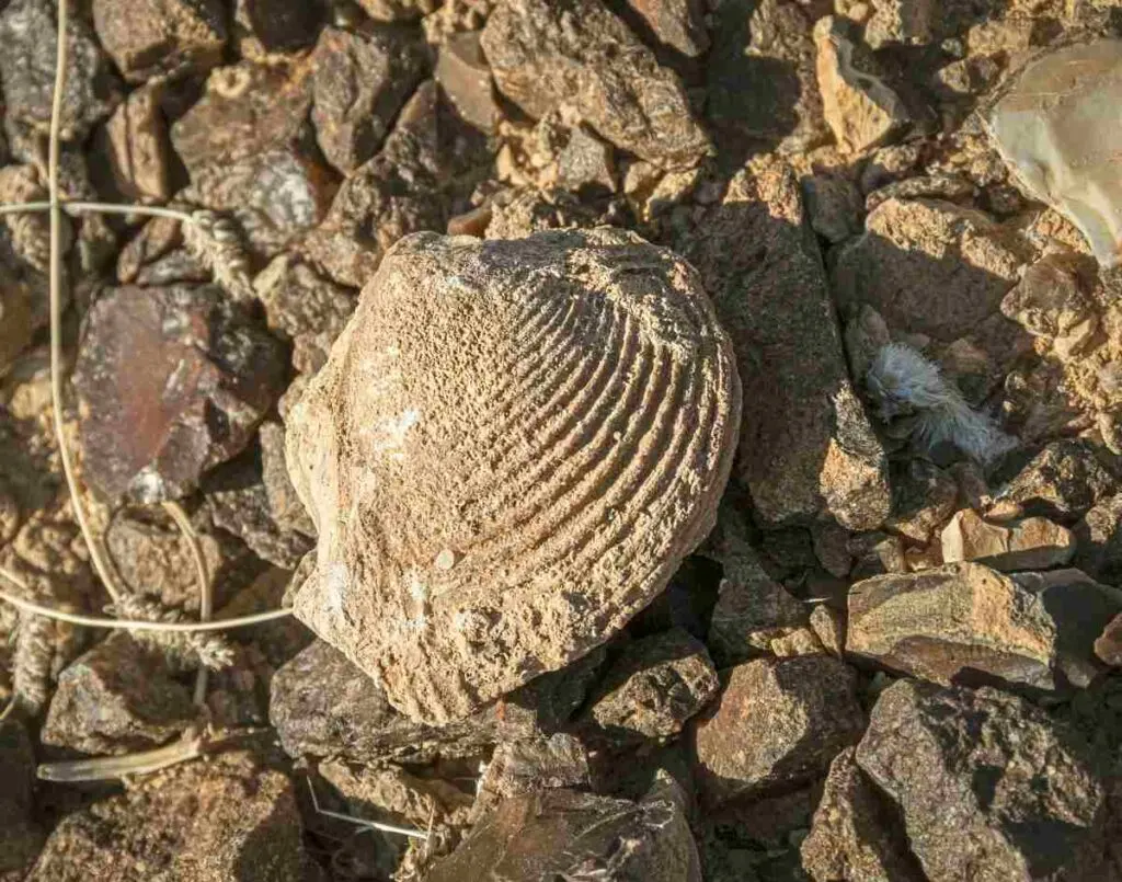 Fossilized Clam