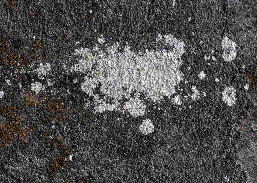 Mildew on Concrete