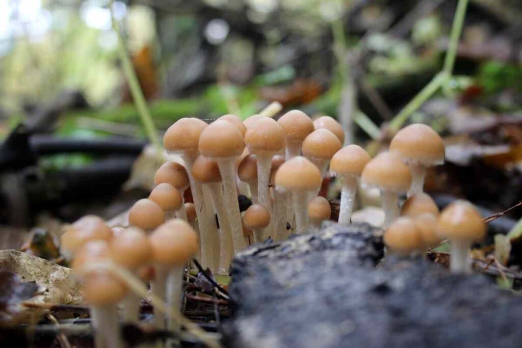Mushrooms