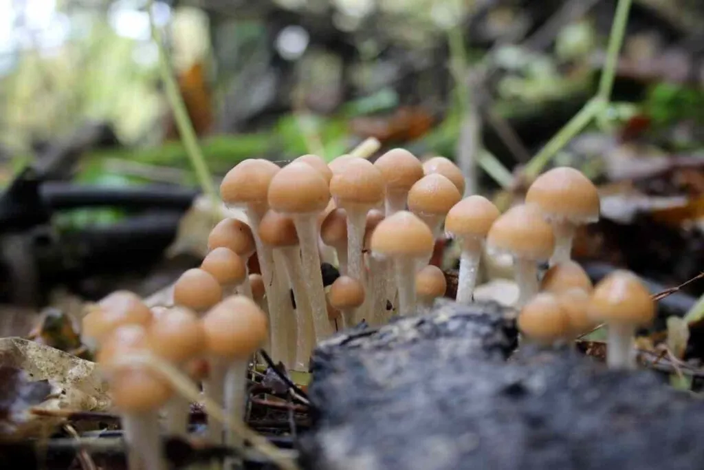 Mushrooms