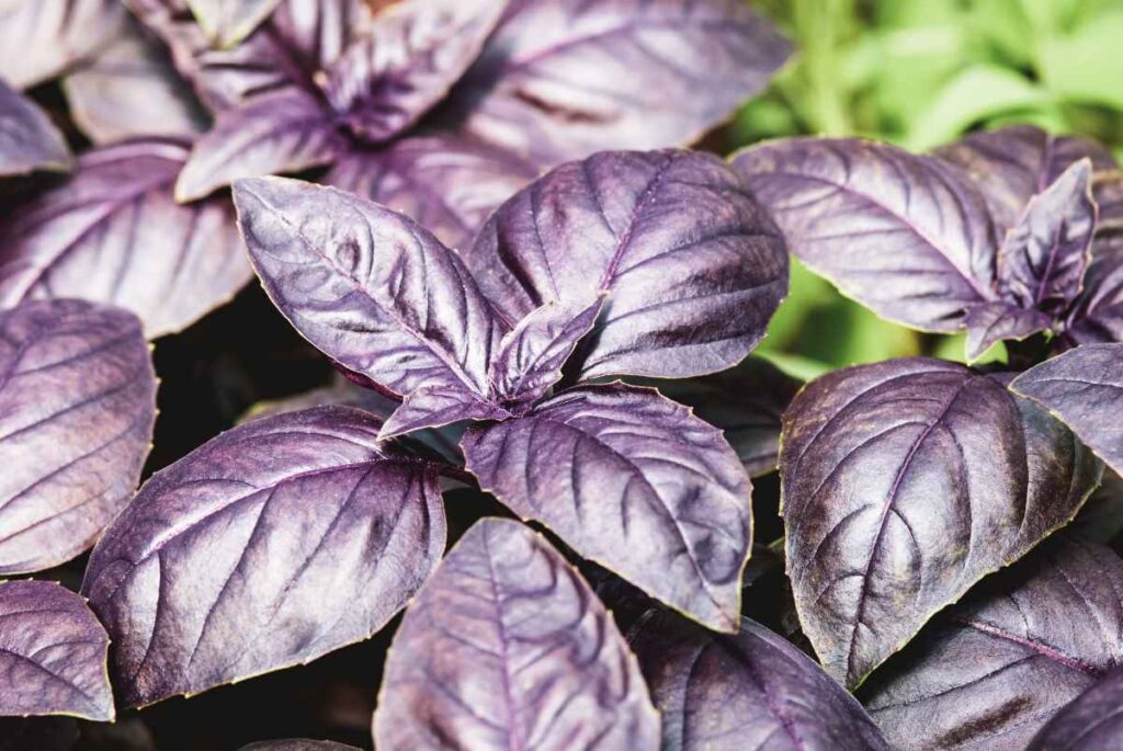 Purple Ruffle Basil 