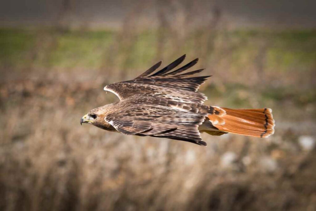Red Tailed Hawk