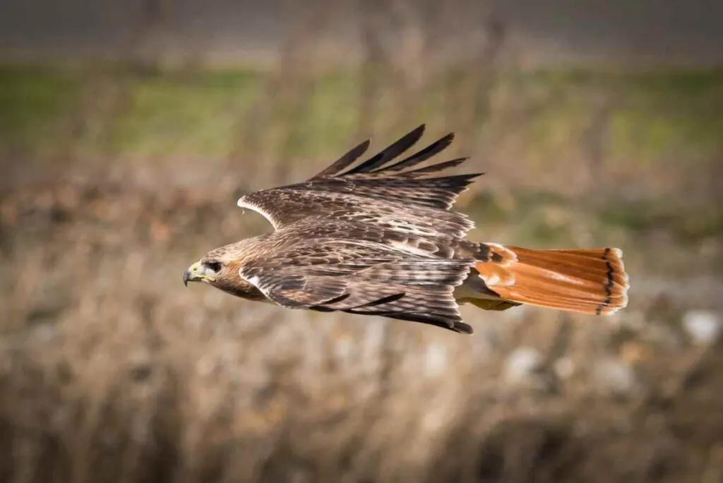 Red Tailed Hawk