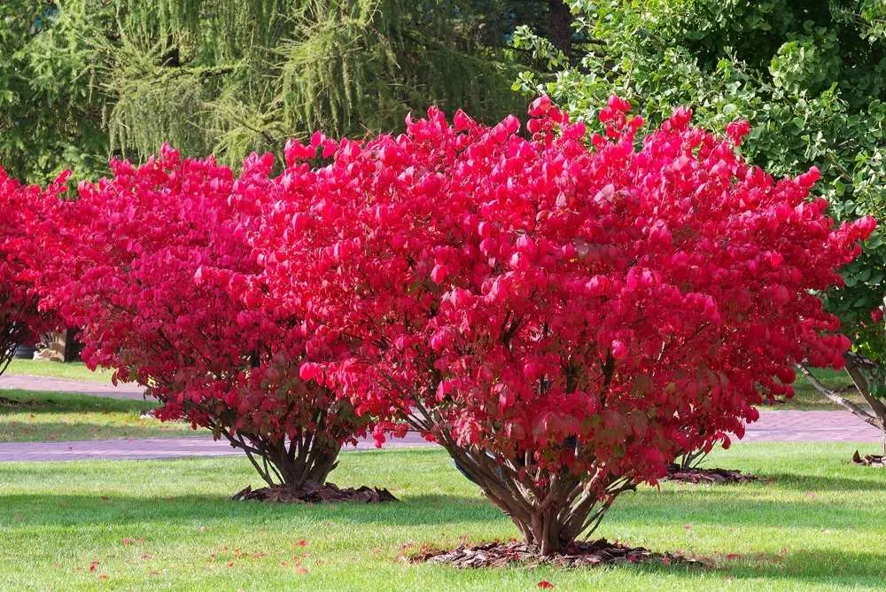 Burning Bush is one of the Best Shrubs for Minnesota Yards