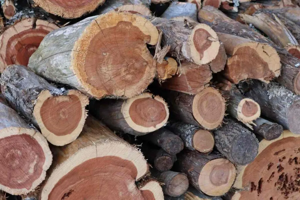 Cedar Fire Wood