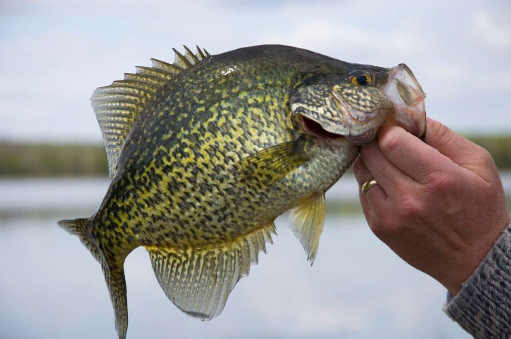 A black Crappie.