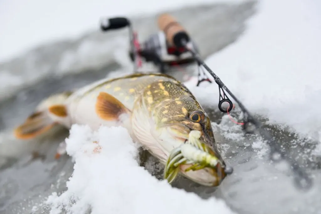 Ice Fishing Rod