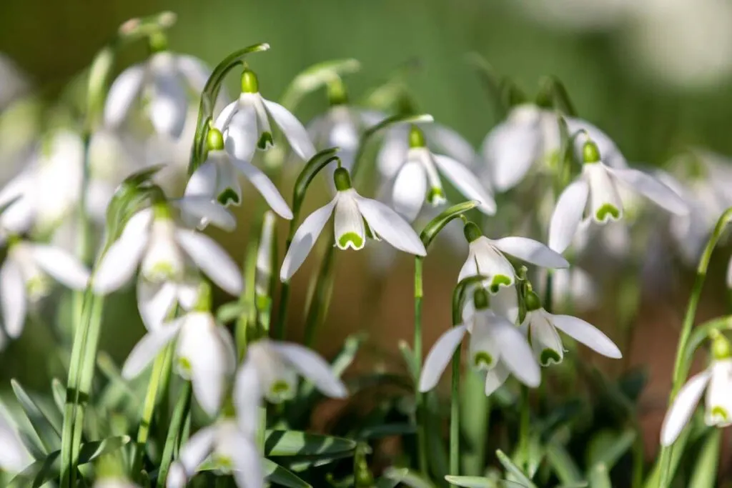 Snowdrop