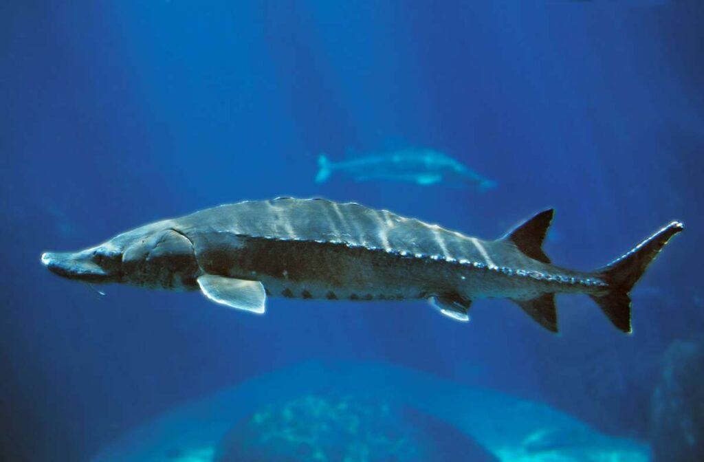 Two large sturgeon.