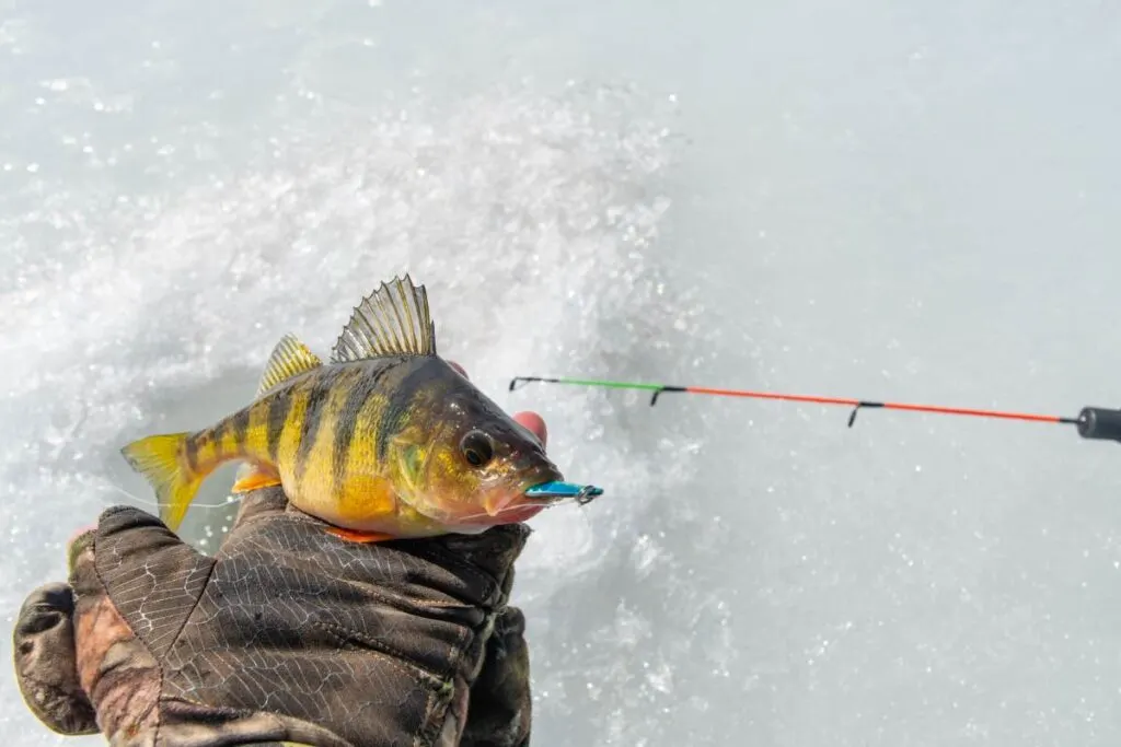 Ice Fishing Lure