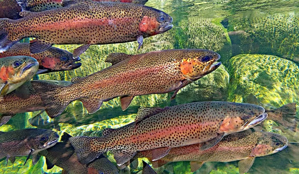 trout fishing setup