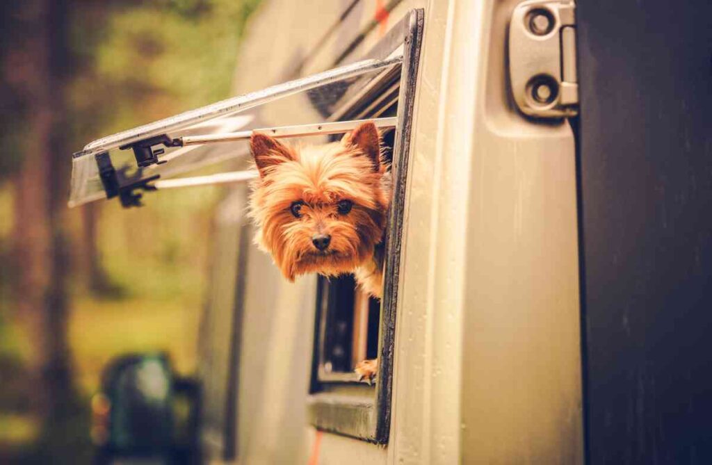 Dog sticking his head out of an RV window. Okoboji RV parks