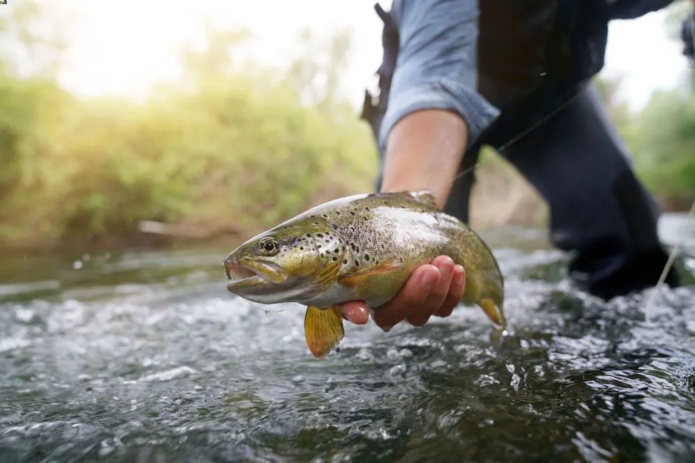 Trout Fishing Setup