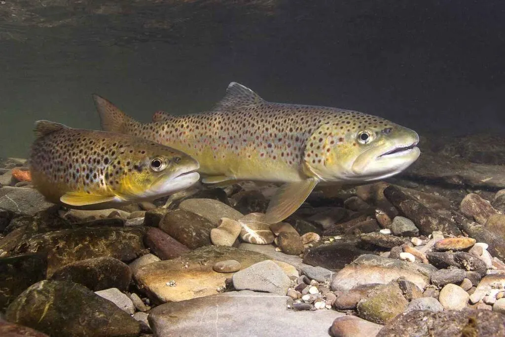 best trout fishing lures