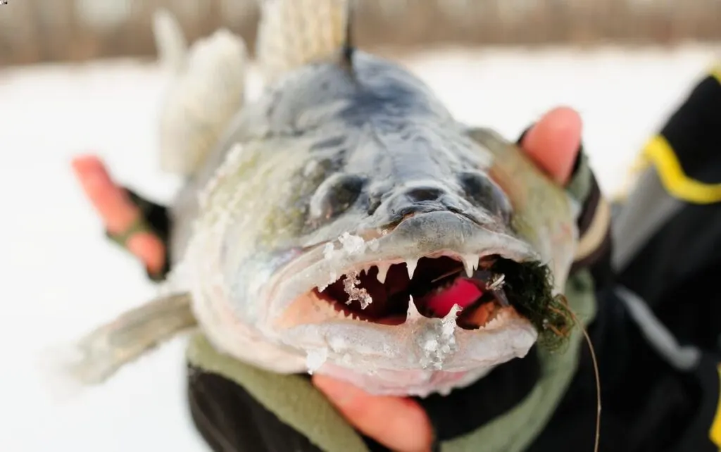 best walleye fishing lures