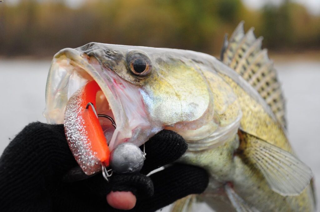 Catching a walleye with a freshwater fishing lure.