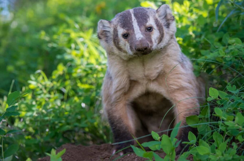 An American badger.