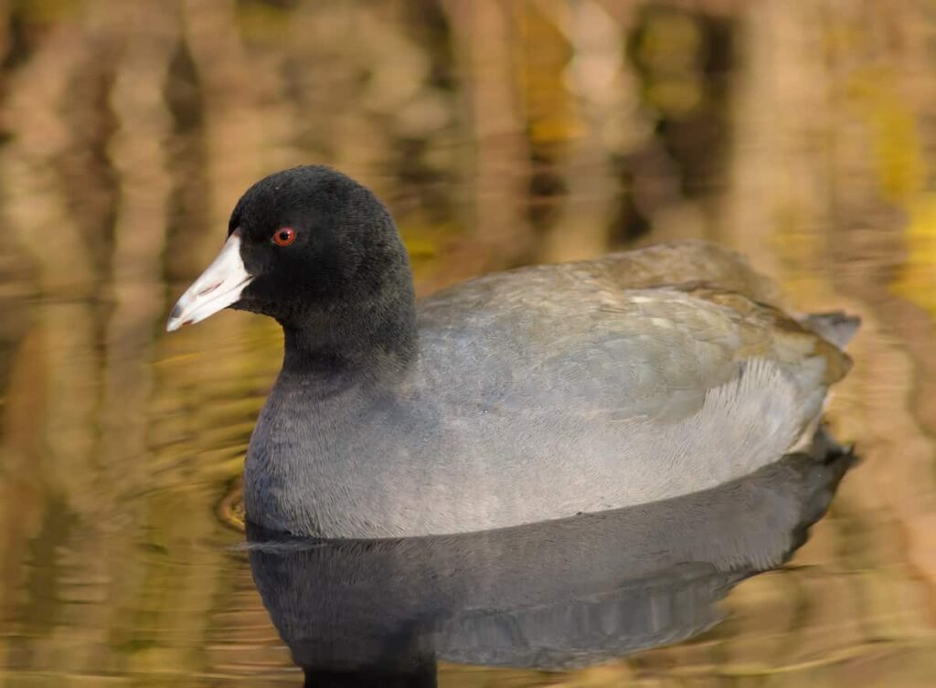 An American coot.