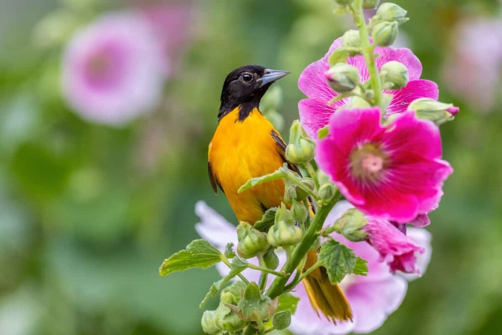 A male Baltimore oriole perched on a hollyhock. Minnesota birds.
