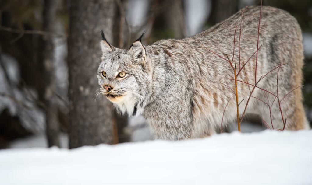 A Canada lynx.
