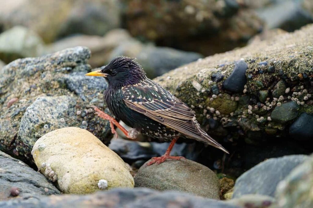 A small dark-colored European starling on a rocl.