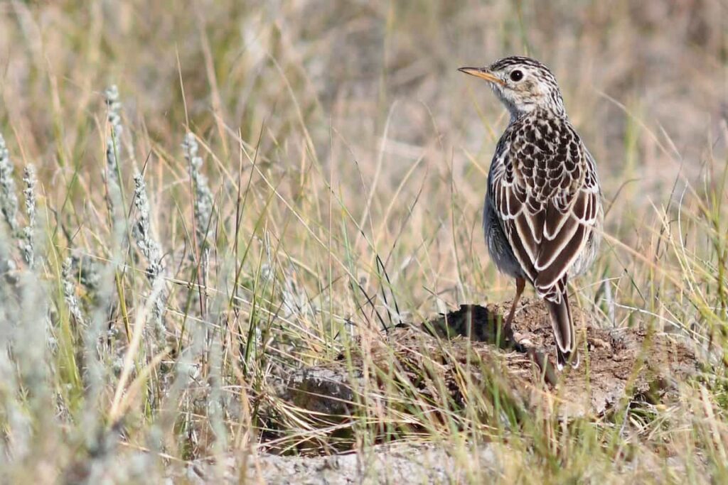 A brown and white Sprague's pipit.