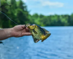 best crappie fishing lures