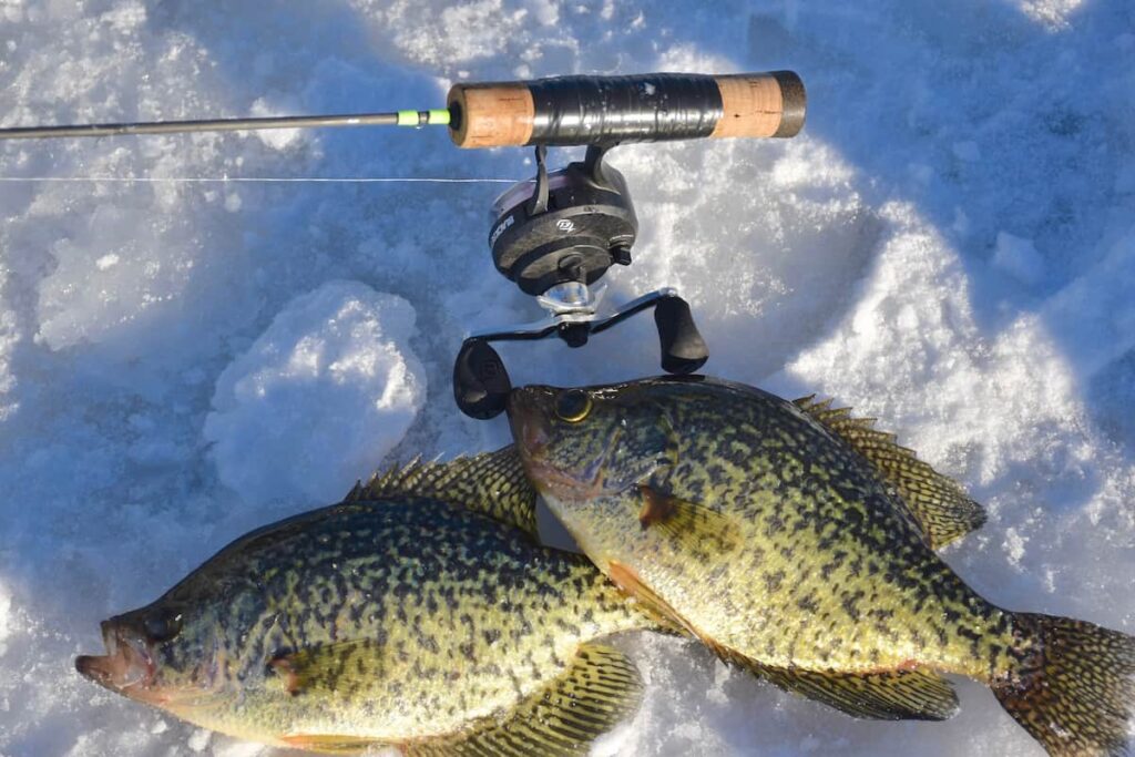 best crappie gear