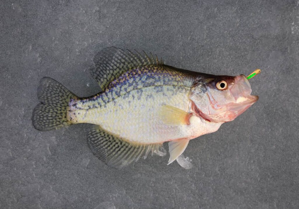 best crappie fishing lures