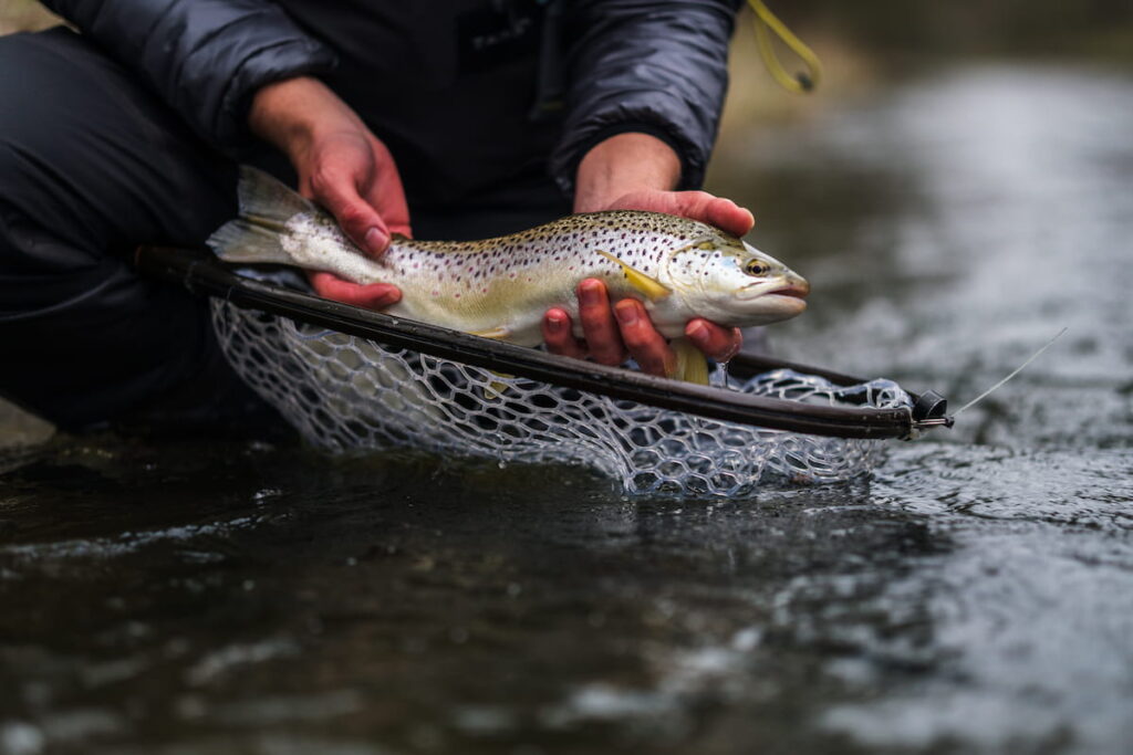 Best Trout Fishing Pole