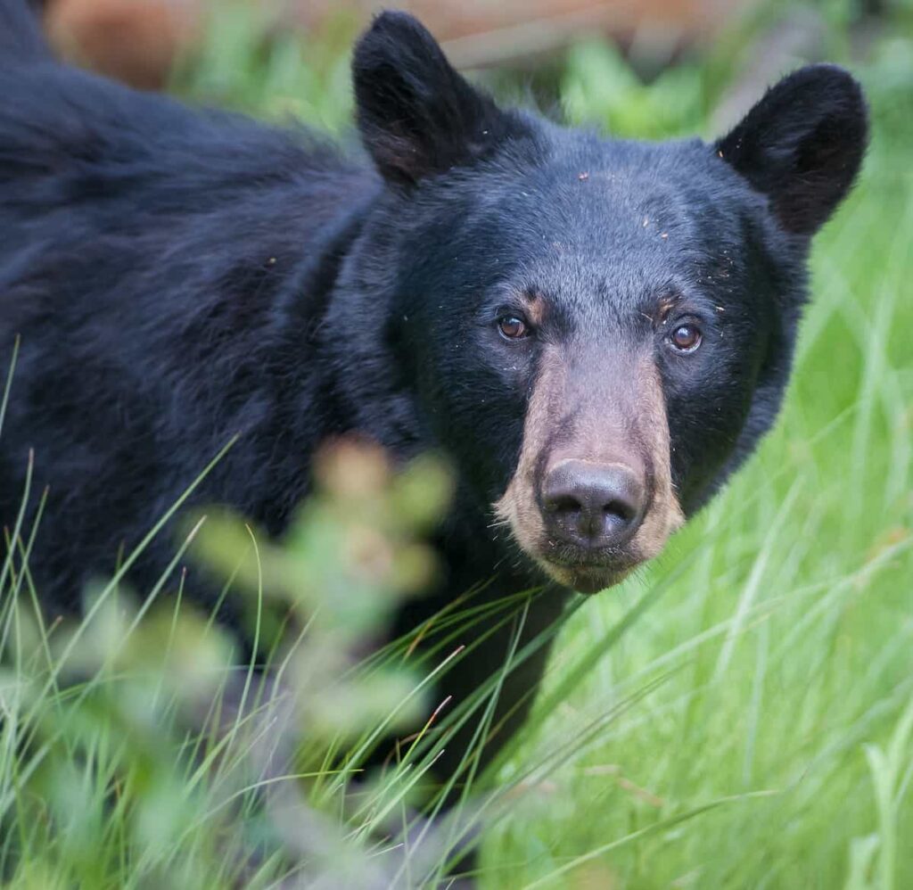A black bear.