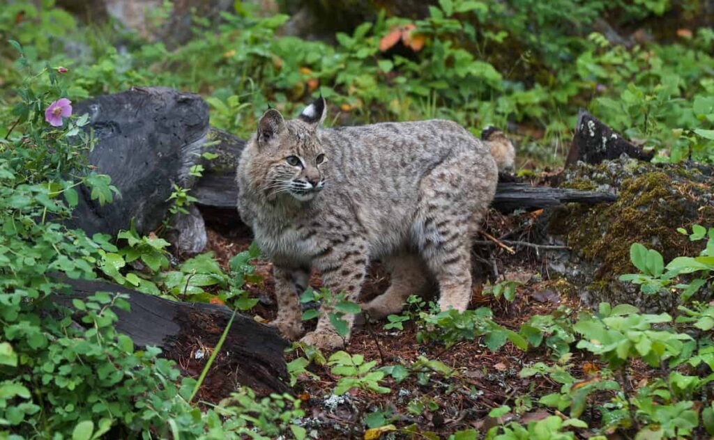 A bobcat.