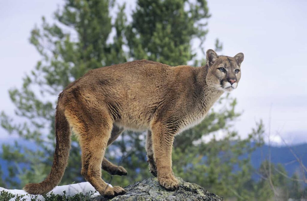 A cougar or mountain lion on a rock.