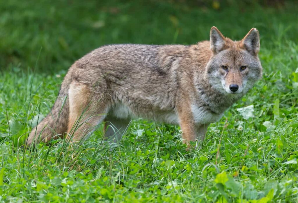 A coyote.