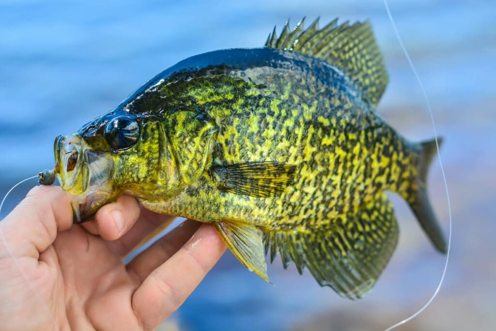 crappie fishing tips