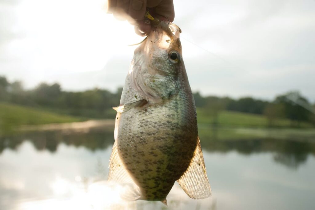 Fisherman holding up a crappie caught on line.