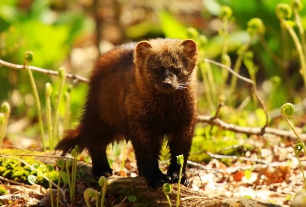 A fisher cat.