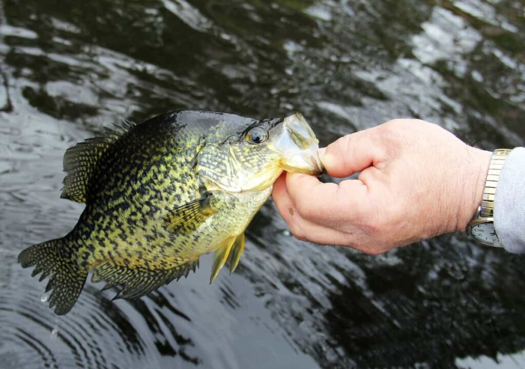 A fisherman holding a crappie. Best crappie fishing rods.