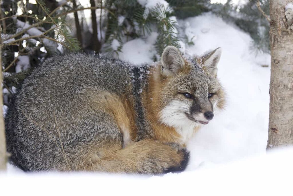 A gray fox in the snow.