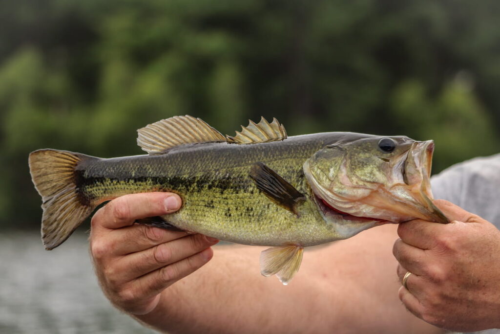 largemouth bass