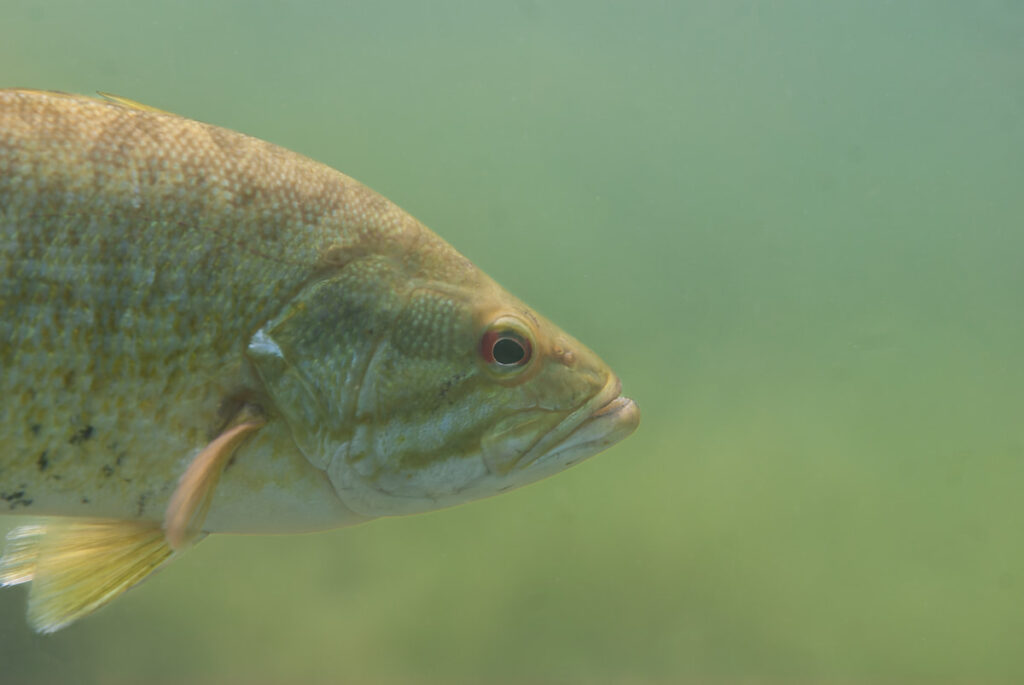 largemouth bass