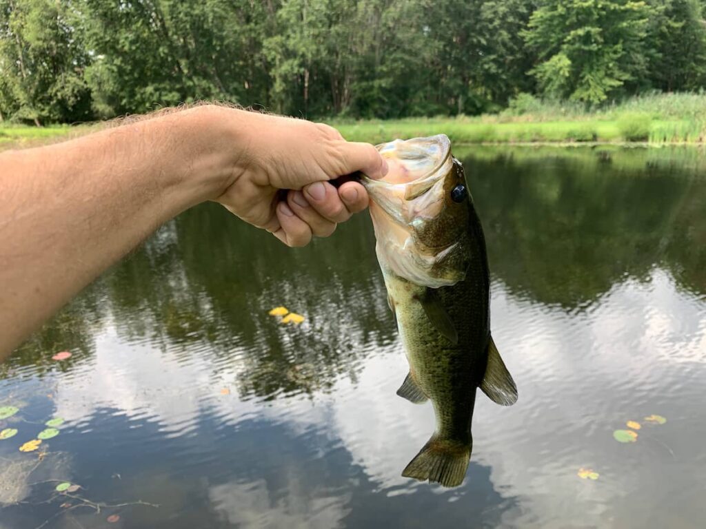 largemouth bass