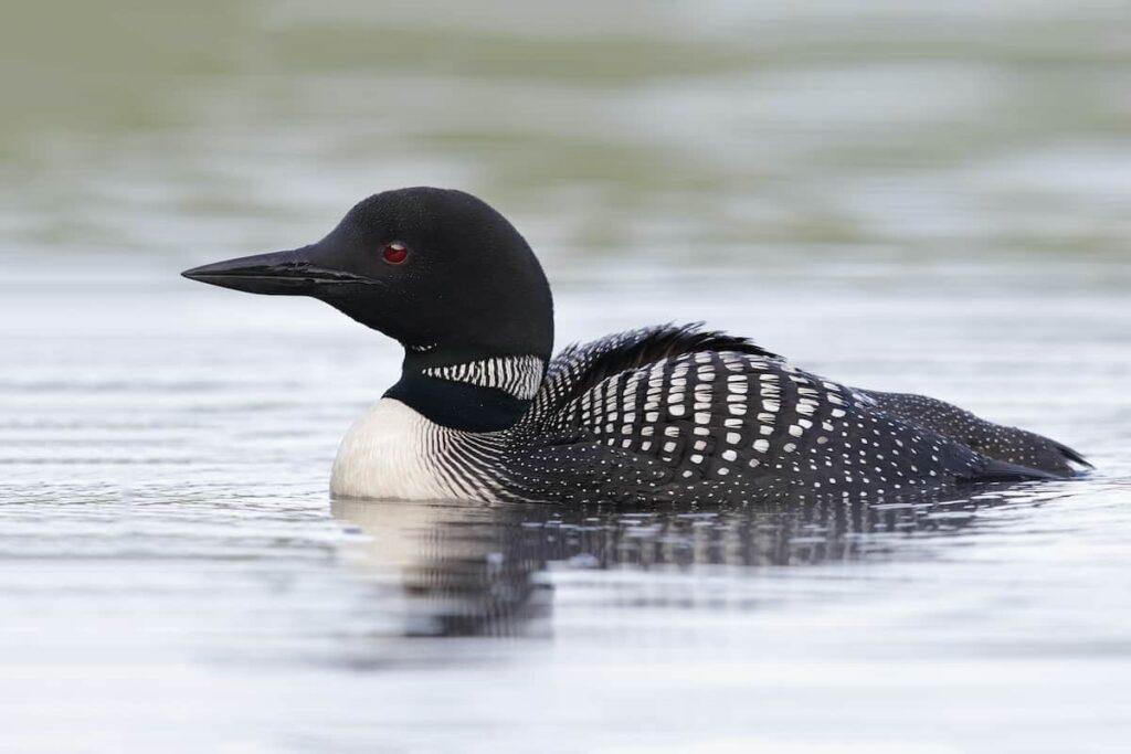 A loon swimming in a pond or lake.
