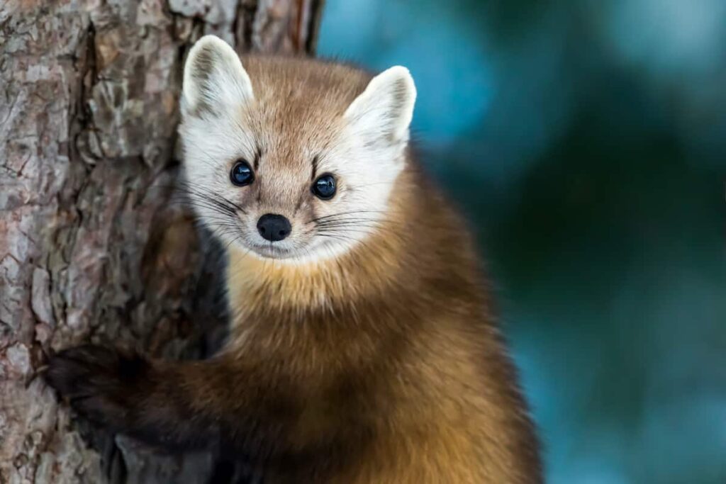 A marten climbing a tree.