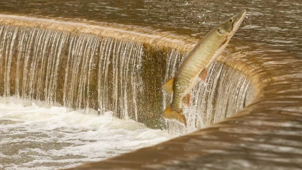 muskellunge